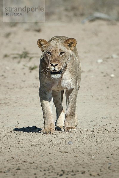 Löwin (Panthera leo) geht  Kgalagadi-Transfrontier-Nationalpark  Nordkap Provinz  Südafrika