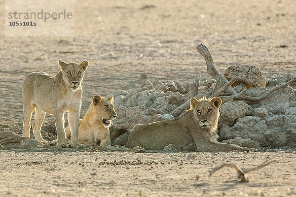 Löwen (Panthera leo) ruhen an einem Wasserloch  Kgalagadi-Transfrontier-Nationalpark  Nordkap Provinz  Südafrika