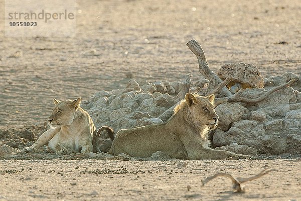 Löwen (Panthera leo) ruhen an einem Wasserloch  Kgalagadi-Transfrontier-Nationalpark  Nordkap Provinz  Südafrika