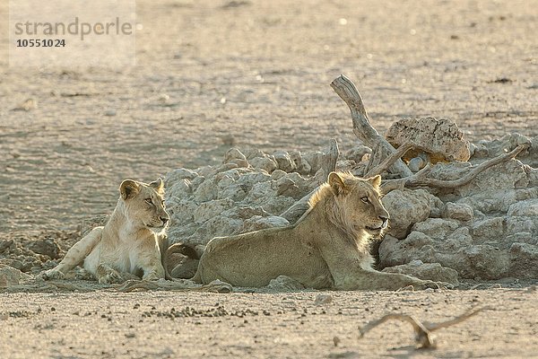 Löwen (Panthera leo) ruhen an einem Wasserloch  Kgalagadi-Transfrontier-Nationalpark  Nordkap Provinz  Südafrika