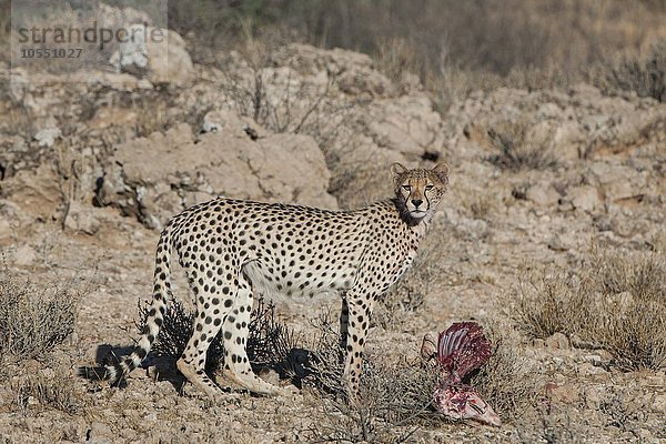 Gepard (Acinonyx jubatus) steht am Riss einer Antilope  Kgalagadi-Transfrontier-Nationalpark  Nordkap Provinz  Südafrika