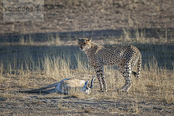 Gepard (Acinonyx jubatus) steht am Riss einer Antilope  Kgalagadi-Transfrontier-Nationalpark  Nordkap Provinz  Südafrika