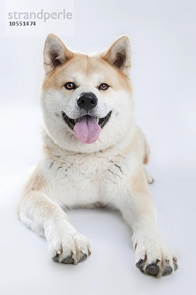 Akita Inu (Canis lupus familiaris)  liegend  Portrait  Ganzkörperaufnahme von vorne