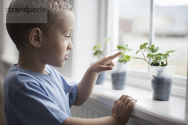 Ein kleiner Junge betrachtet junge Pflanzen in Töpfen  die auf einer Fensterbank wachsen.