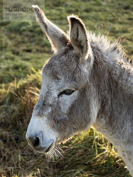 Hausesel (Equus asinus asinus)  Portrait  Sachsen-Anhalt  Deutschland  Europa