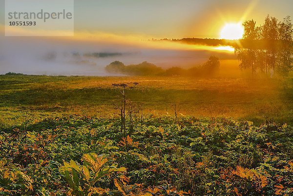 Sonnenaufgang mit Nebel  ländliche Gegend  Dorf Ovchino  Dmitrov Bezirk  Oblast Moskau  Russland  Europa