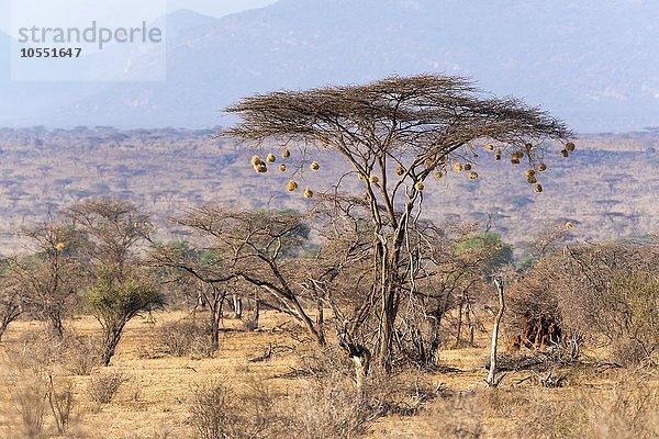 Schirmakazie (Vachellia tortilis) mit Nestern der Webervögel (Ploceidae)  Samburu National Reserve  Kenia  Afrika