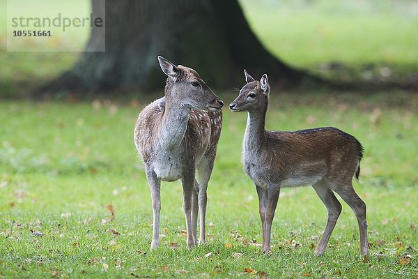 Damwild (Dama dama)  Hirschkuh mit Jungtier  Niedersachsen  Deutschland  Europa