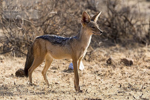 Schabrackenschakal (Canis mesomelas) schaut aufmerksam  Samburu National Reserve  Kenia  Afrika