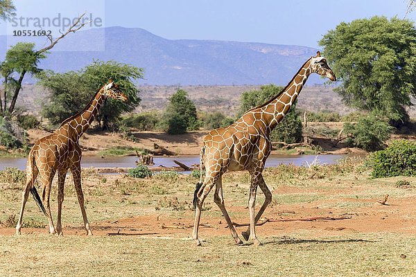 Netzgiraffen (Giraffa camelopardalis reticulata) laufen am Fluss  Samburu National Reserve  Kenia  Afrika