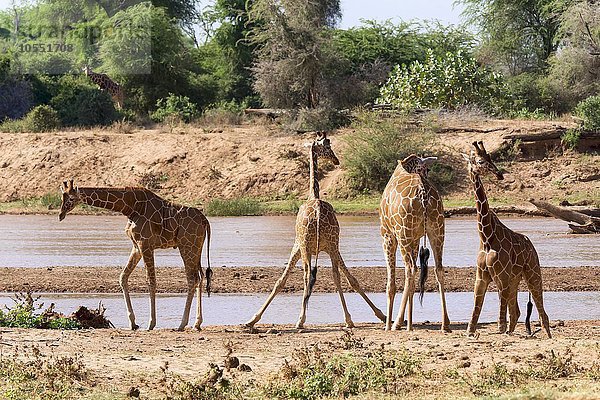 Netzgiraffen (Giraffa camelopardalis reticulata) am Fluss  Samburu National Reserve  Kenia  Afrika