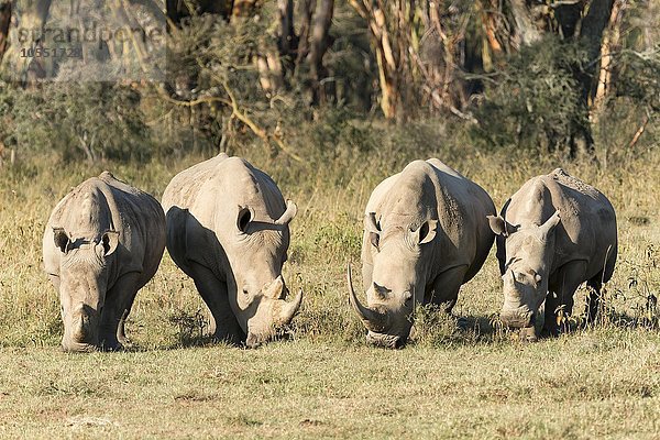 Vier Breitmaulnashörner (Ceratotherium simum) beim Fressen  Lake Nakuru Nationalpark  Kenia  Afrika