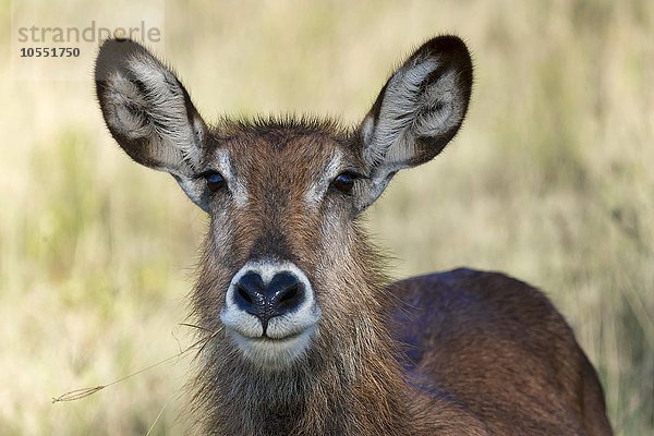 Defassa-Wasserbock (Kobus ellipsiprymnus defassa)  Portrait  weiblich  Lake Nakuru Nationalpark  Kenia  Afrika