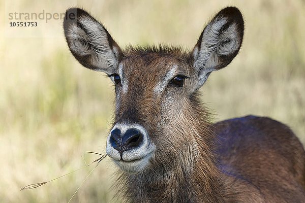 Defassa-Wasserbock (Kobus ellipsiprymnus defassa)  Portrait  weiblich  Lake Nakuru Nationalpark  Kenia  Afrika