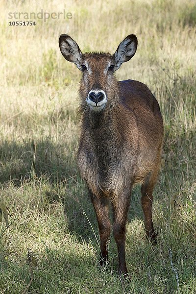 Defassa-Wasserbock (Kobus ellipsiprymnus defassa)  weiblich  Lake Nakuru Nationalpark  Kenia  Afrika