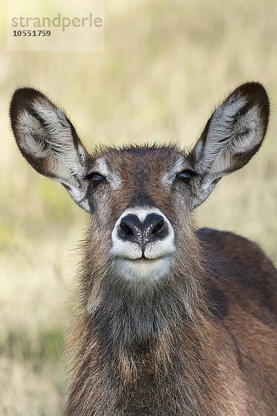 Defassa-Wasserbock (Kobus ellipsiprymnus defassa)  weiblich  Portrait  Lake Nakuru Nationalpark  Kenia  Afrika