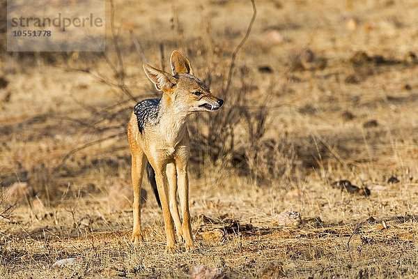 Schabrackenschakal (Canis mesomelas) fletscht die Zähne  Samburu National Reserve  Kenia  Afrika