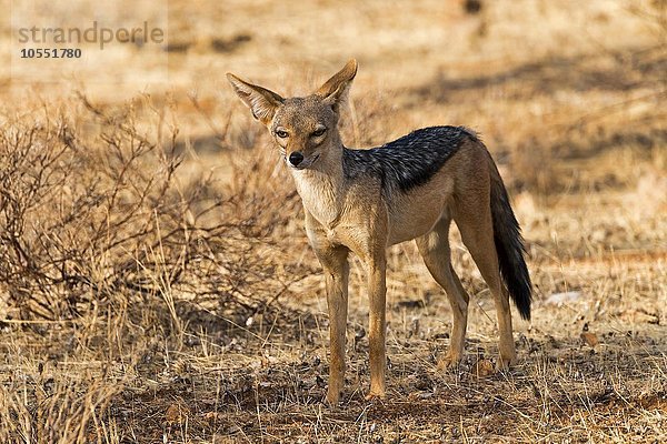 Schabrackenschakal (Canis mesomelas)  Samburu National Reserve  Kenia  Afrika