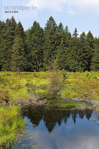 Naturschutzgebiet Schützenbergmoor  bei Oberhof  Thüringer Wald  Thüringen  Deutschland  Europa