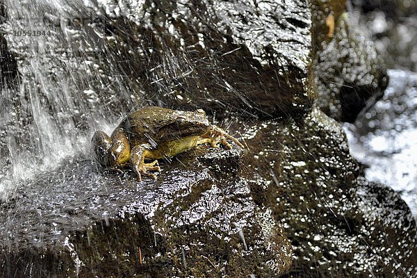 Goliathfrosch (Conraua goliath) unter Wasserfall  größter Frosch der Welt  Mangamba bei Nkongsamba  Provinz Littoral  Kamerun  Afrika
