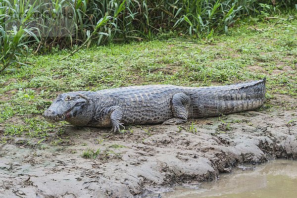 Brillenkaiman  auch Südlicher Brillenkaiman (Caiman yacare)  beim Ausruhen am Ufer des Rio Cuiaba  Pantanal  Brasilien  Südamerika