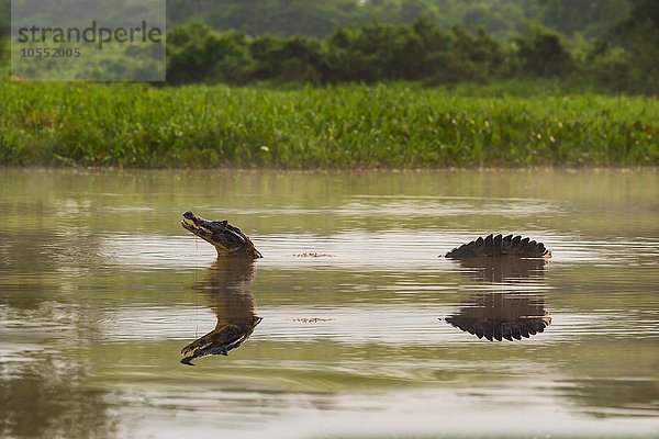 Brillenkaiman  auch Südlicher Brillenkaiman (Caiman yacare) im Wasser  Rio Cuiaba  Pantanal  Brasilien  Südamerika