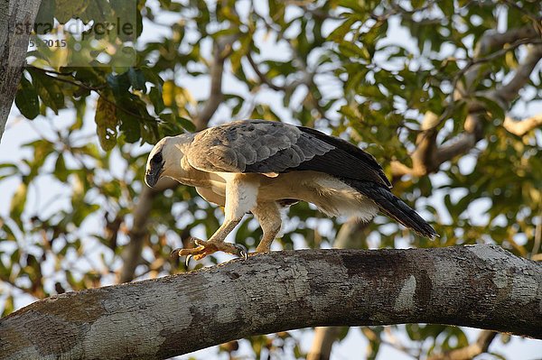 Harpyie (Harpia harpyia)  Jungvogel  15 Monate  auf einem Ast  Amazonas  Brasilien  Südamerika
