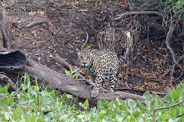 Jaguar (Panthera onca) am Ufer des Rio Cuiaba  Pantanal  Mato Grosso  Brasilien  Südamerika