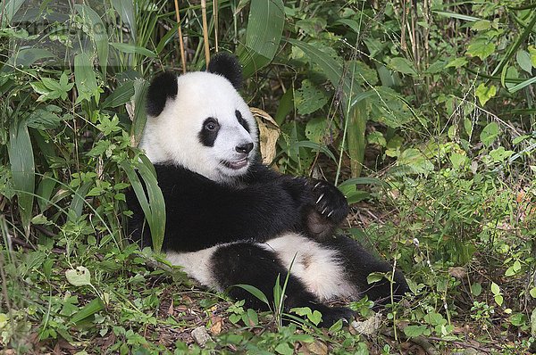 Riesenpanda  auch Großer Panda (Ailuropoda melanoleuca)  zwei Jahre  beim Ausruhen  China Conservation and Research Center for the Giant Panda  Chengdu  Sichuan  China  Asien
