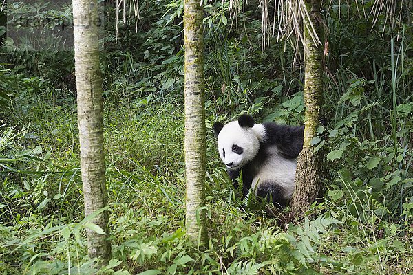 Riesenpanda  auch Großer Panda (Ailuropoda melanoleuca)  zwei Jahre  China Conservation and Research Center for the Giant Panda  Chengdu  Sichuan  China  Asien