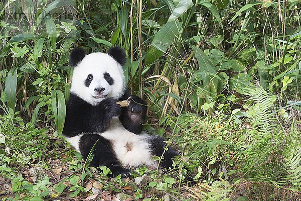 Riesenpanda  auch Großer Panda (Ailuropoda melanoleuca)  zwei Jahre  beim Ausruhen  China Conservation and Research Center for the Giant Panda  Chengdu  Sichuan  China  Asien
