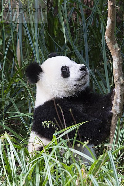 Riesenpanda  auch Großer Panda (Ailuropoda melanoleuca)  zwei Jahre  China Conservation and Research Center for the Giant Panda  Chengdu  Sichuan  China  Asien