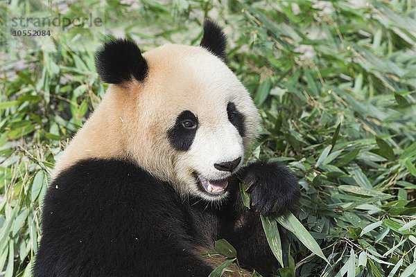 Riesenpanda  auch Großer Panda (Ailuropoda melanoleuca)  adult  beim Fressen von Bambus  China Conservation and Research Center for the Giant Panda  Chengdu  Sichuan  China  Asien
