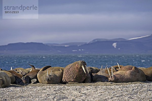 Walrösser (Odobenus rosmarus)  Herde  Gruppe  liegen auf Kiesbank  hinten Polarmeer und Berge mit Schneeresten  Spitzbergen  Arktis  Norwegen  Europa