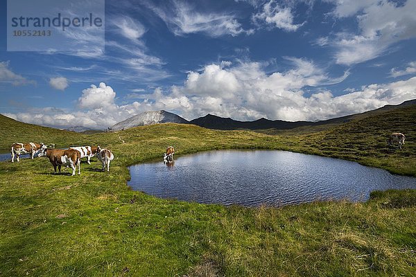 Kühe am Bergsee auf der Hasellochscharte  Naturpark Riedingtal  Radstädter Tauern  Niedere Tauern  Lungau  Salzburg