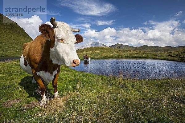 Kühe am Bergsee auf der Hasellochscharte  Naturpark Riedingtal  Radstädter Tauern  Niedere Tauern  Lungau  Salzburg