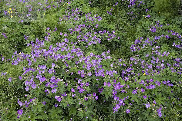 Wald-Storchschnabel (Geranium sylvaticum)  Island  Europa