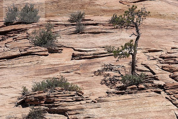 Bäume und Sträucher wachsen auf Sandstein  Zion Nationalpark  Utah  USA  Nordamerika