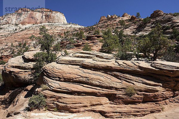 Gesteinsformationen aus Sandstein am Canyon Overlook Trail  hinten links East Temple  Zion Nationalpark  Utah  USA  Nordamerika