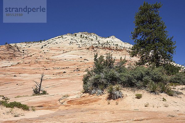 Gesteinsformationen aus Sandstein am Clear Creek  Zion Nationalpark  Utah  USA  Nordamerika