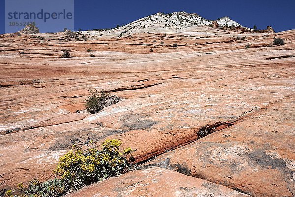 Gesteinsformationen aus Sandstein am Clear Creek  Zion Nationalpark  Utah  USA  Nordamerika