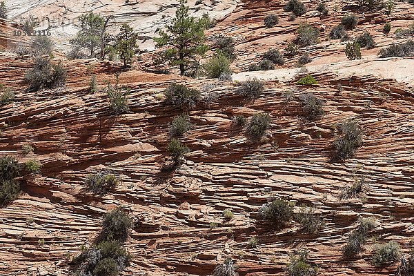 Gesteinsformationen aus Sandstein am Zion-Mount Carmel Highway  Zion Nationalpark  Utah  USA  Nordamerika