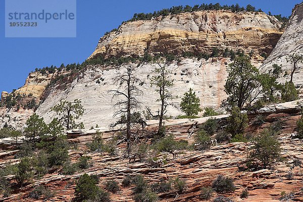 Gesteinsformationen aus Sandstein am Zion-Mount Carmel Highway  Dickhornschafe (Ovis canadensis) laufen auf den Felsen  Zion Nationalpark  Utah  USA  Nordamerika