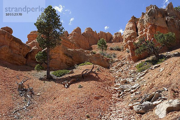 Gesteinsformationen durch Erosion  Red Canyon  Utah  USA  Nordamerika