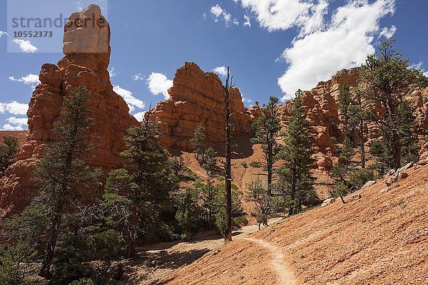 Gesteinsformationen durch Erosion und Trekkingpfad  Red Canyon  Utah  USA  Nordamerika