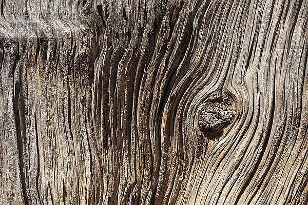 Detail eines abgestorbenen Baumstammes einer Kiefer (Pinus sp.)  Red Canyon  Utah  USA  Nordamerika