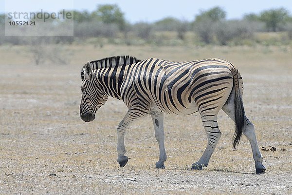 Burchell-Zebra (Equus quagga burchellii) in der Steppe  Etosha Nationalpark  Namibia  Afrika