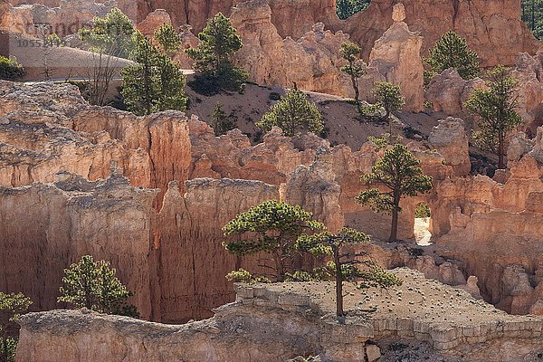 Ausblick auf farbige Gesteinsformationen mit Kiefern (Pinus sp.)  Hoodoos  Morgenlicht  Bryce Canyon Nationalpark  Utah  USA  Nordamerika