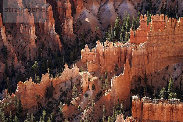 Ausblick auf farbige Gesteinsformationen  Hoodoos  Morgenlicht  Bryce Canyon Nationalpark  Utah  USA  Nordamerika