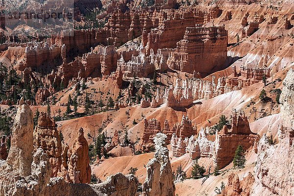 Ausblick vom Queens Garden Trail auf farbige Gesteinsformationen  Hoodoos  Bryce-Canyon-Nationalpark  Utah  USA  Nordamerika